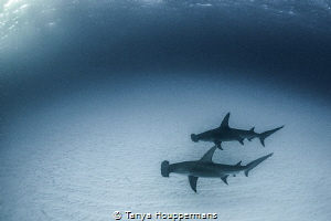 Here, Take My Fin
Friendship comes in all shapes, sizes,... by Tanya Houppermans 